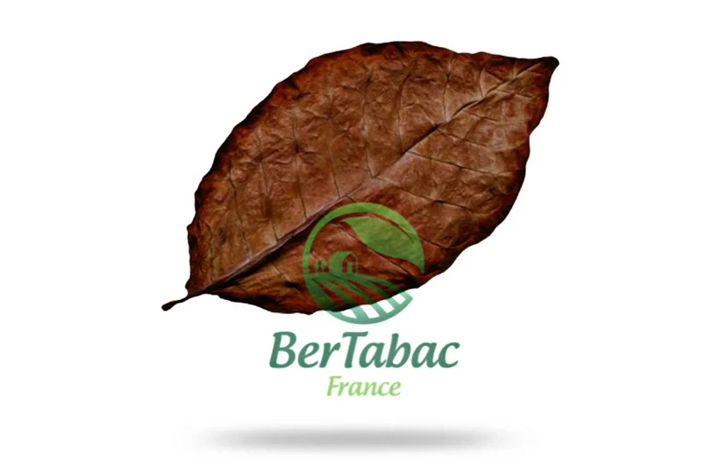 HOJAS DE TABACO - KENTUCKY FIRE CURED