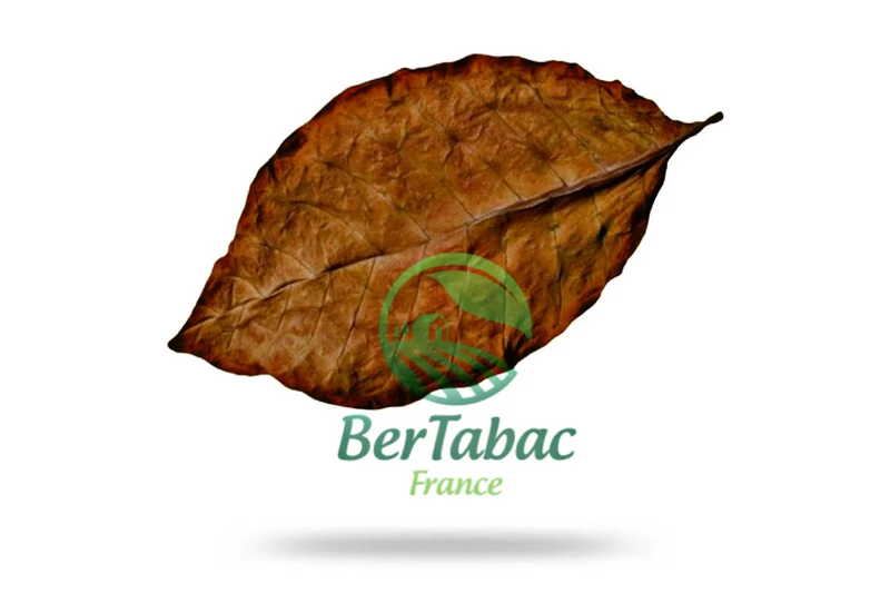 HOJAS DE TABACO - MIEL DE BURLEY