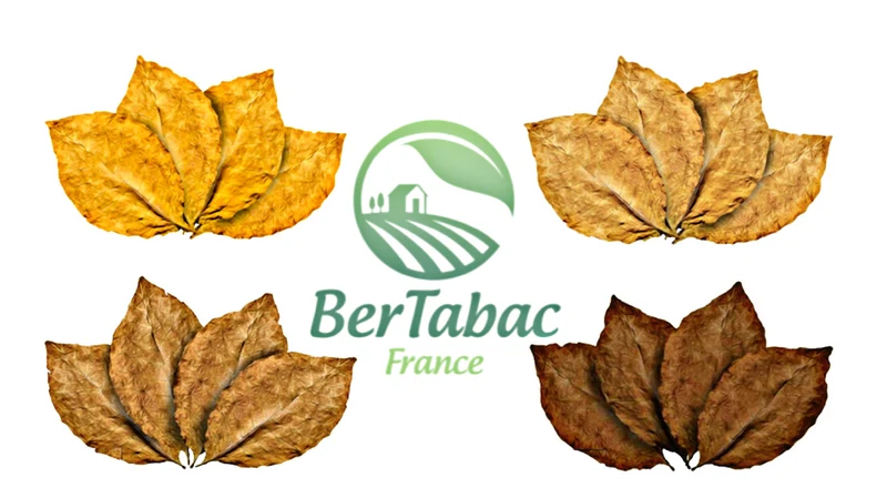 HOJAS DE TABACO - MUESTRAS DE VARIEDADES Y MEZCLAS