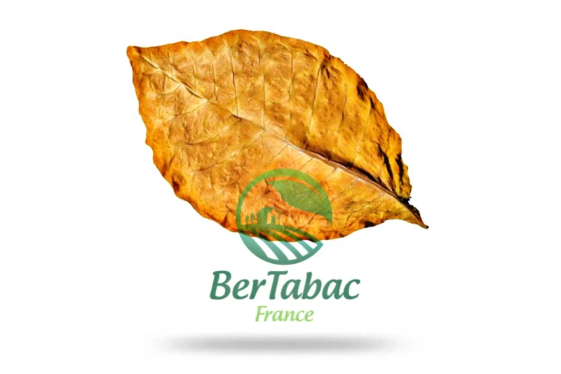 HOJAS DE TABACO - MUESTRAS DE VARIEDADES Y MEZCLAS