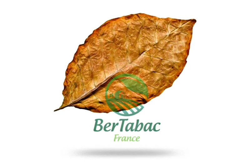 HOJAS DE TABACO - MUESTRAS DE VARIEDADES Y MEZCLAS