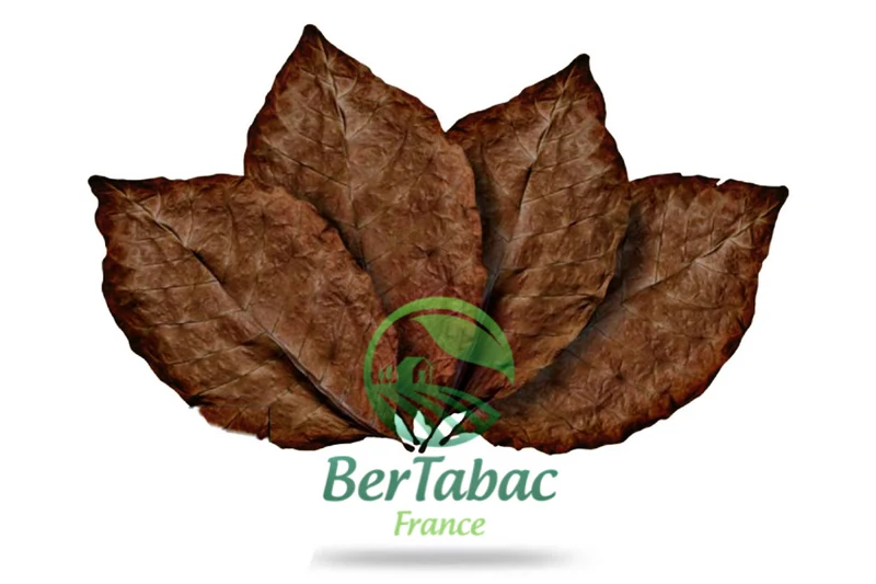 HOJAS DE TABACO - MUESTRAS DE VARIEDADES Y MEZCLAS
