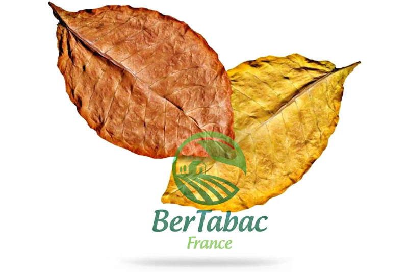 HOJAS DE TABACO - MUESTRAS DE VARIEDADES Y MEZCLAS