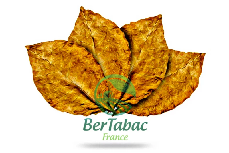 HOJAS DE TABACO - MUESTRAS DE VARIEDADES Y MEZCLAS