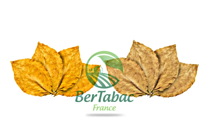 HOJAS DE TABACO - VIRGINIA BLOND / VIRGINIA ORANGE