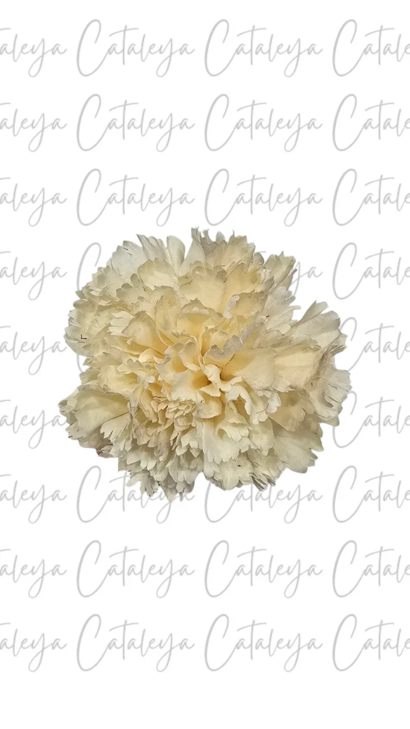 Clavel