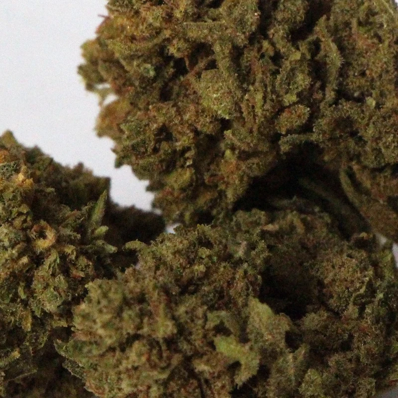 Lemon [Indoor]