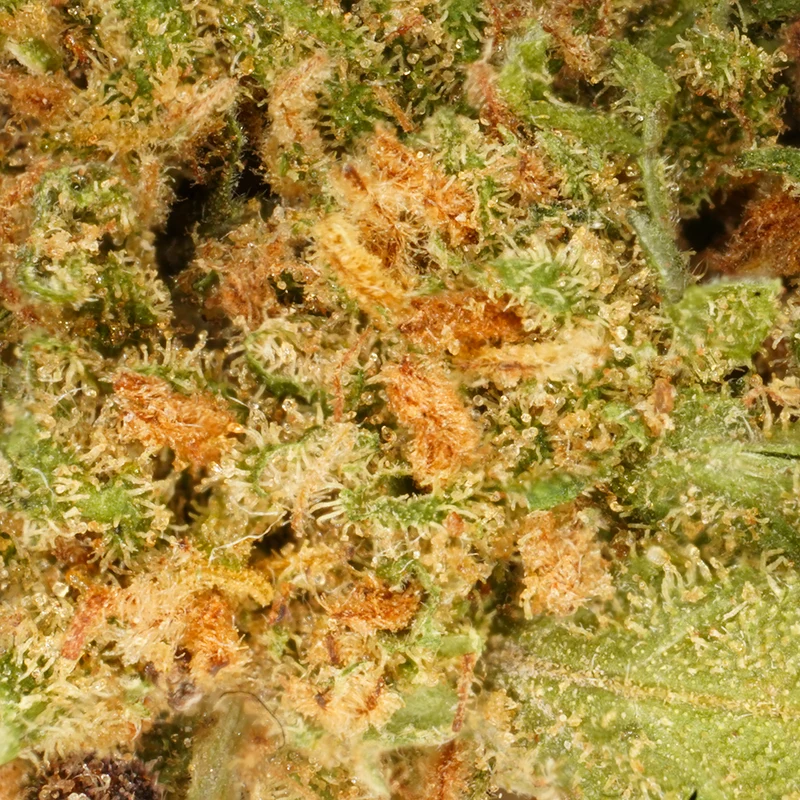 Pequeñas cabezas White Widow [Indoor]
