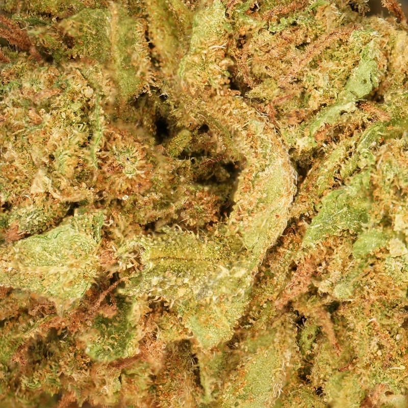 Pequeñas cabezas de Lemon [Greenhouse]