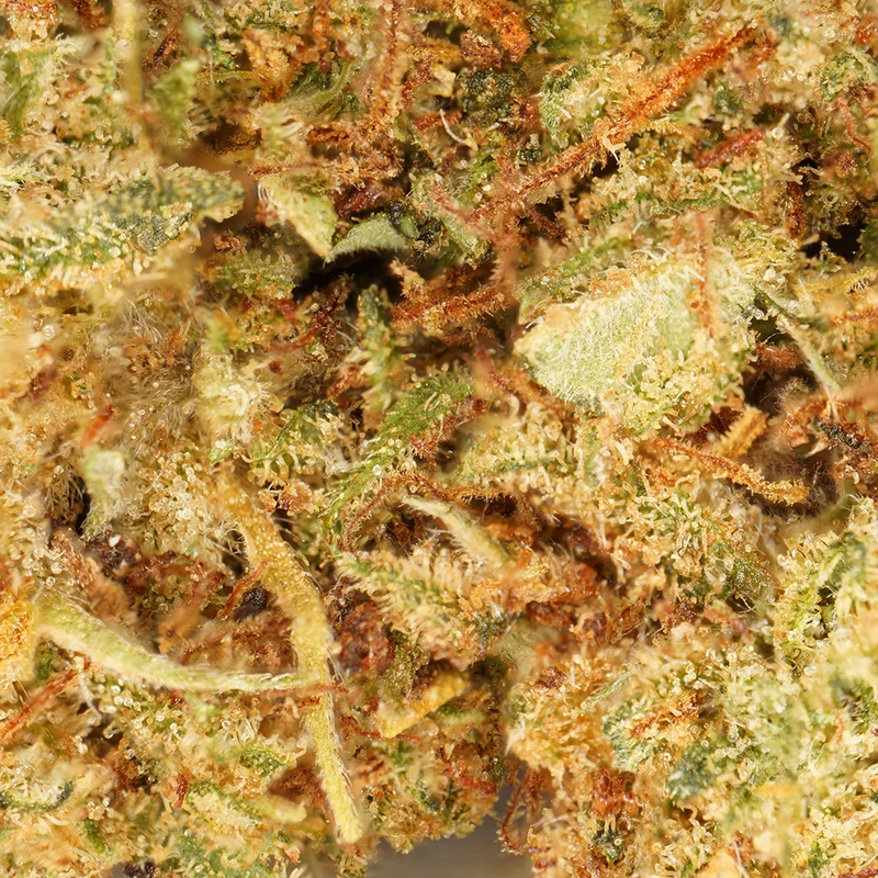Petites Têtes Fresa [Greenhouse]