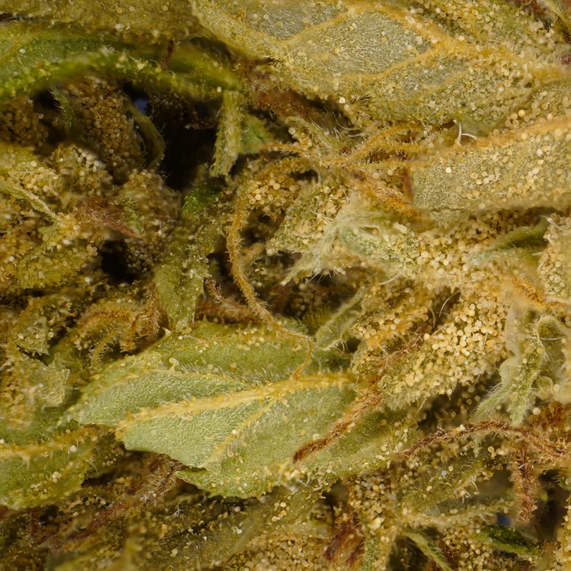Cabezas pequeñas Plátano CBG [Greenhouse]
