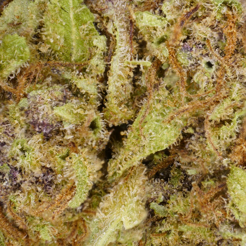 Muffin de arándanos [Greenhouse]