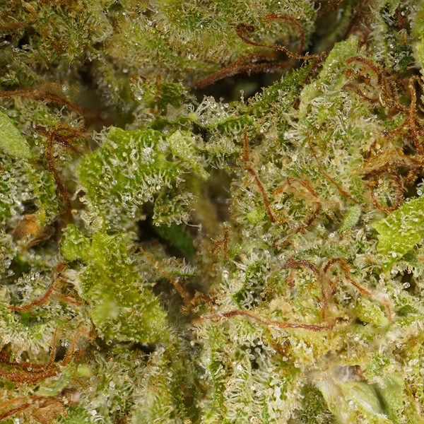 Plutonio CBD [Hidroponía] [Hidroponía