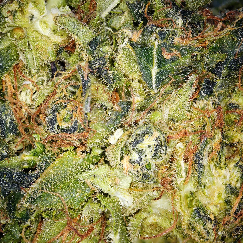 CBD congelado [Hidroponía]