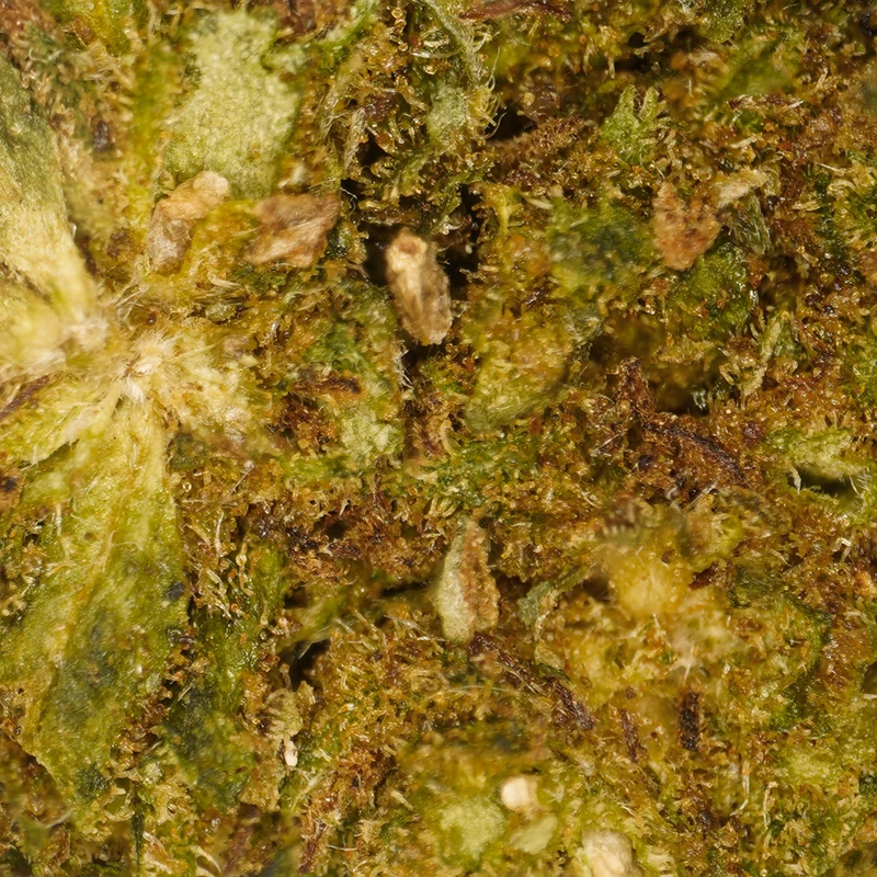 Queso Petites Têtes [Greenhouse]
