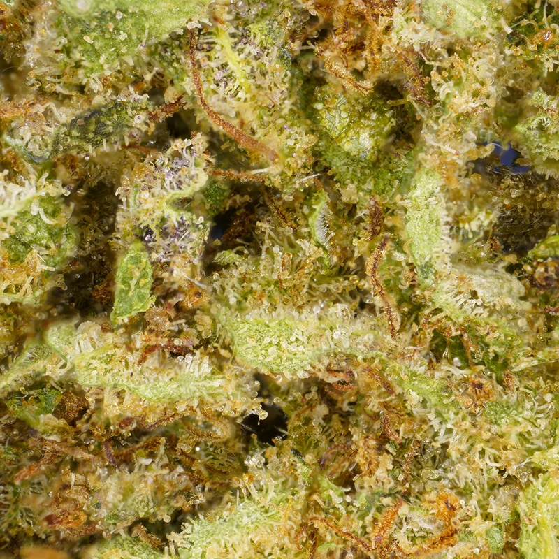 Critical [Indoor]