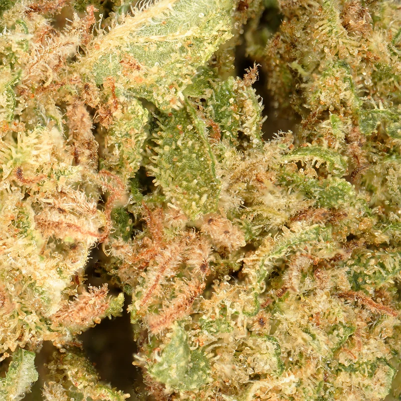 Pequeñas cabezas Uva de Cali [Greenhouse]