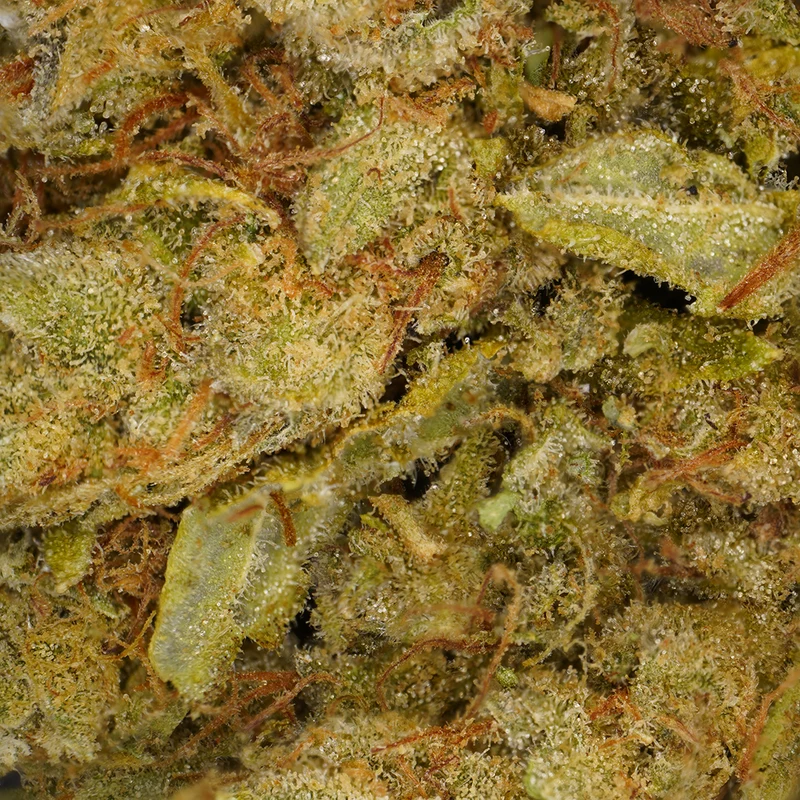 Amnesia CBD [Hydroponic] [Hidropónico
