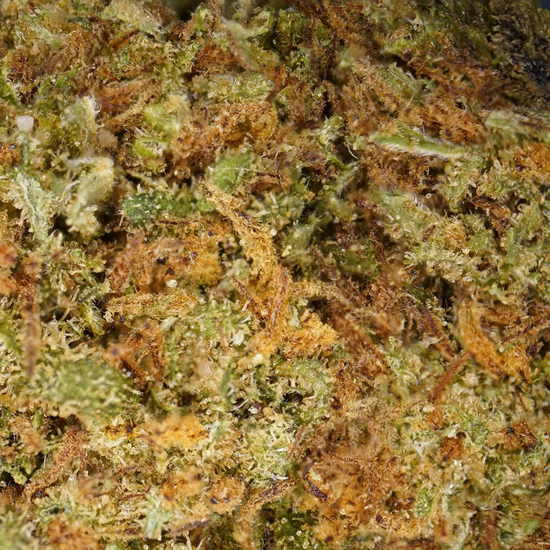 Queso Real [Greenhouse]