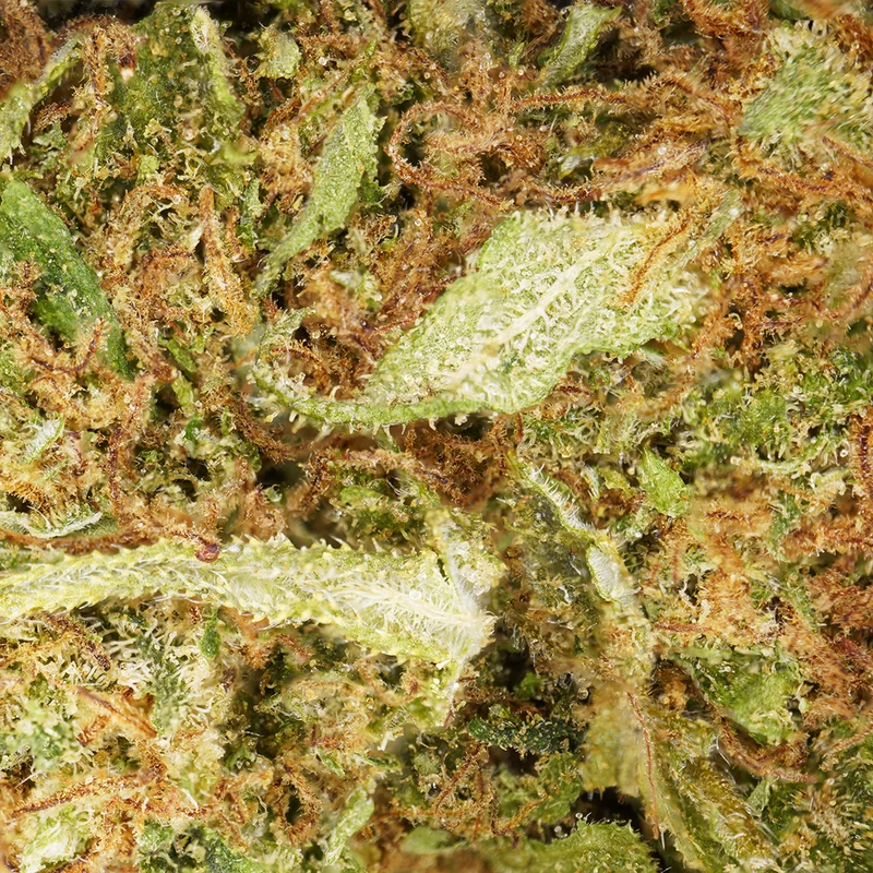 White Widow [Indoor]