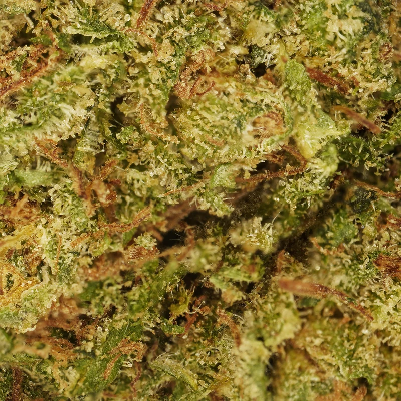 Cookie Kush [Indoor]