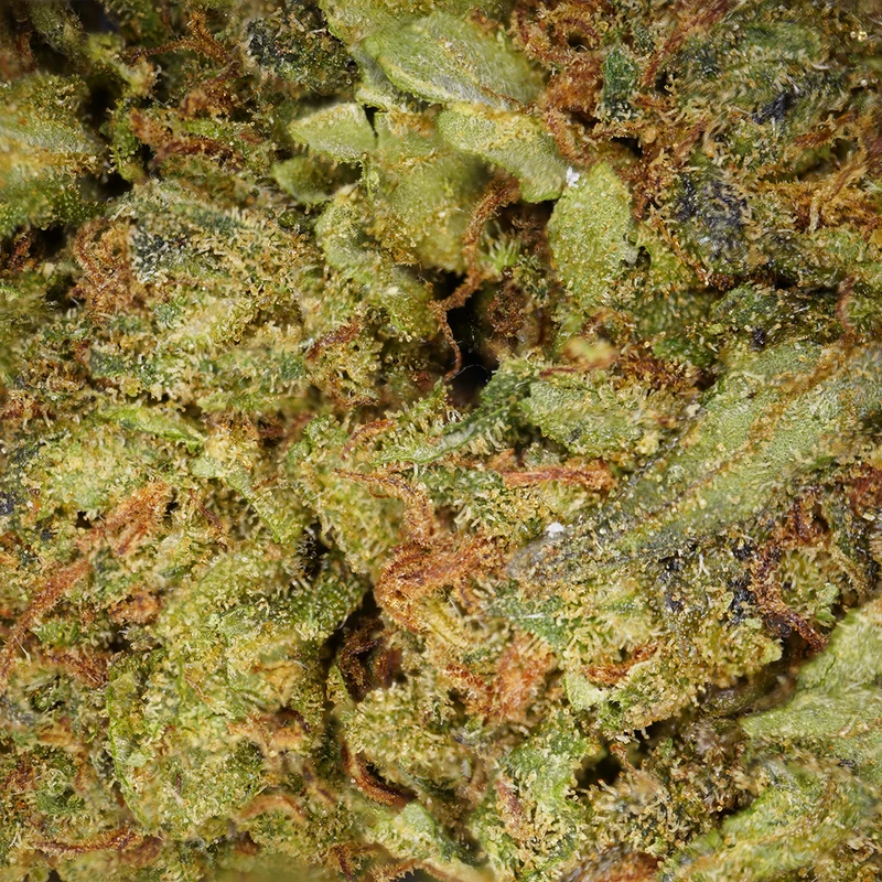 Amnesia [Greenhouse]