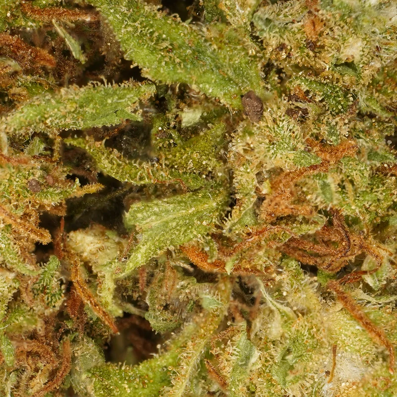 Orange Bud [Greenhouse]