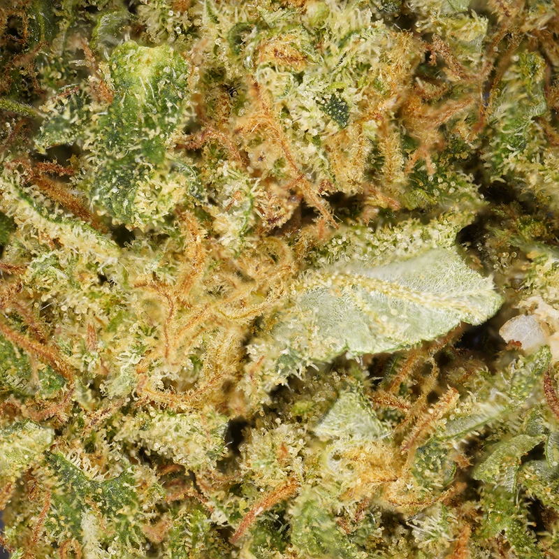 Tropical Haze [Indoor]