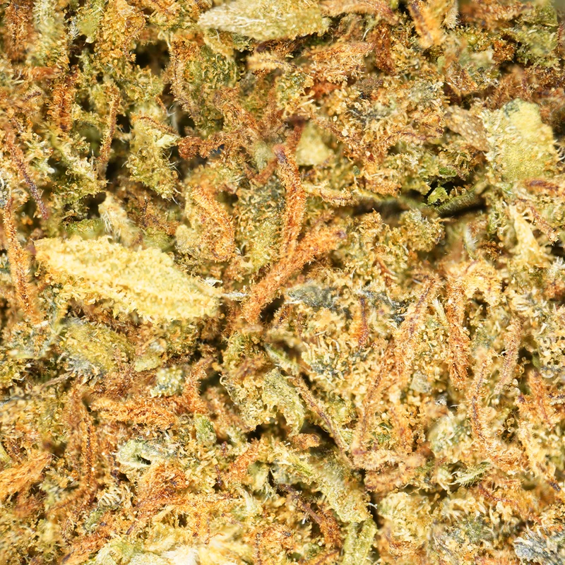 Jack Herer [Greenhouse]