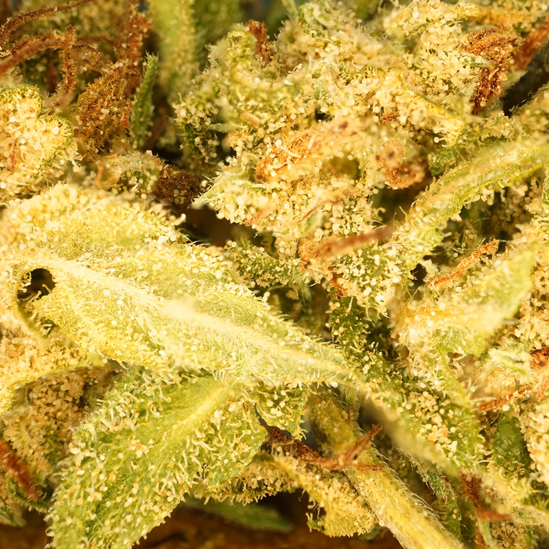 Crema de plátano CBG [Greenhouse]