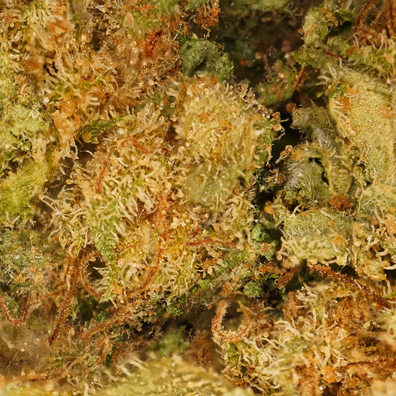 Gelato [Indoor]