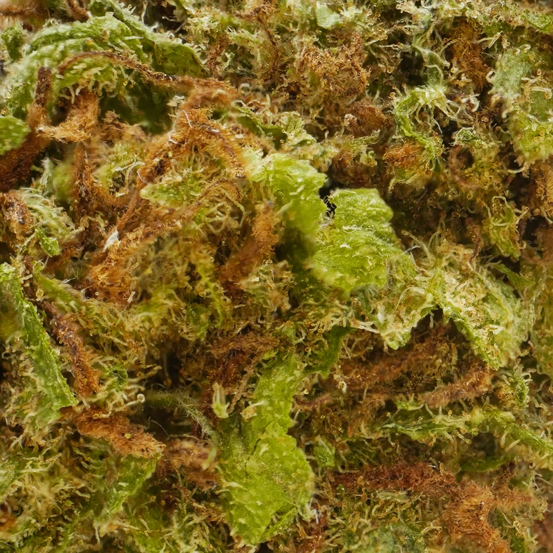 Arándanos [Greenhouse]