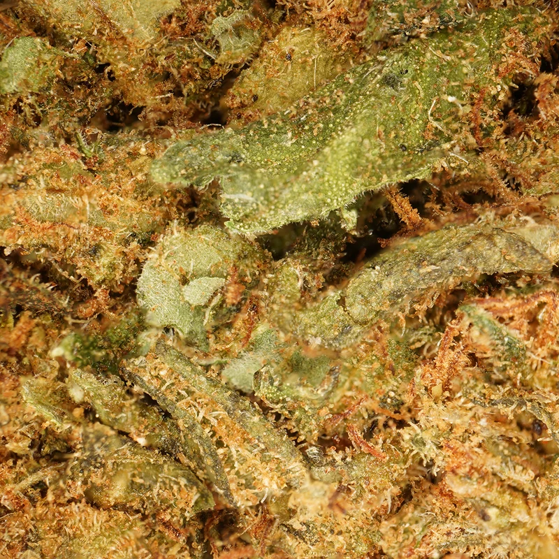 OG Kush [Greenhouse]