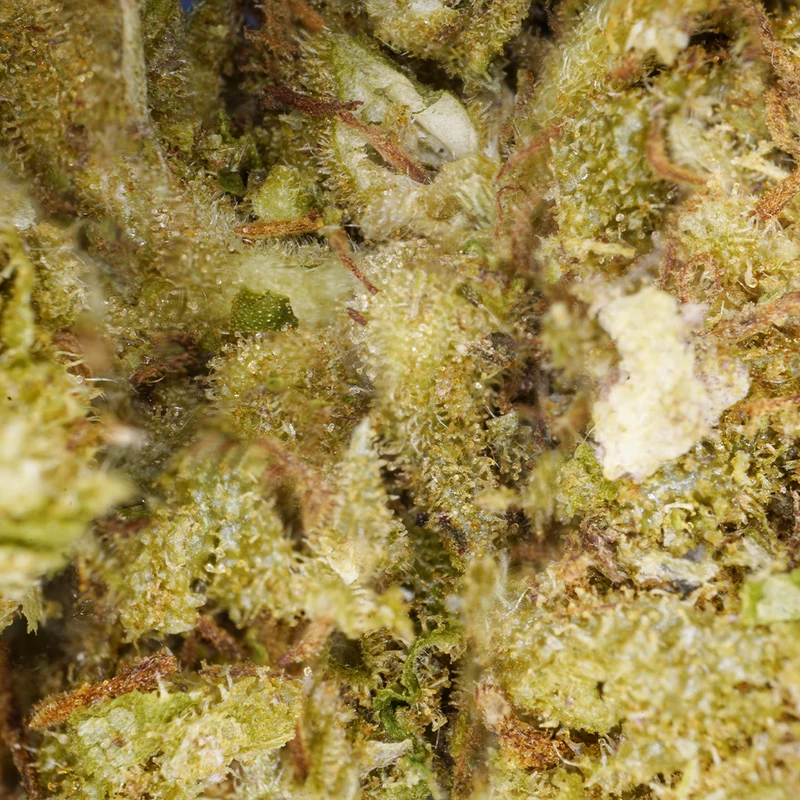 Northern Lights [Greenhouse]