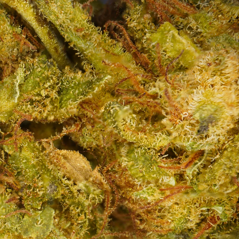 Lemon Haze [Greenhouse]
