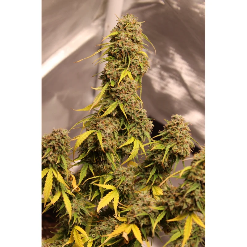 Gorilla Glue Auto - Seedstockers
