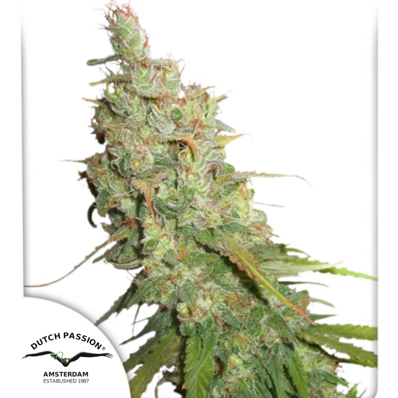 Auto Desfrán® - Dutch Passion