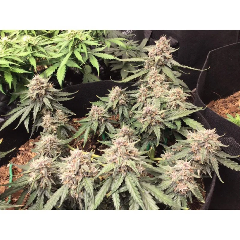 Auto Desfrán® - Dutch Passion